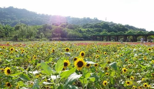 辦辦贈(zèng)票啦丨丹櫻生態(tài)園 榮獲廣東農(nóng)業(yè)公園評比全省第一的休閑度假好去處