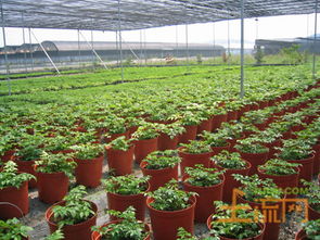 浙江省關(guān)于加強農(nóng)產(chǎn)品質(zhì)量建設(shè)加快打造綠色農(nóng)業(yè)強省的意見 浙政辦發(fā) 2014 112號